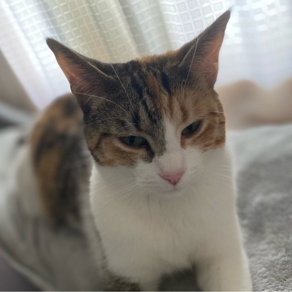 My four-legged children! 😉 - Picture 10 of 10